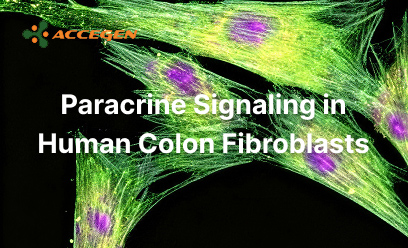 Paracrine Signaling in Human Colon Fibroblasts