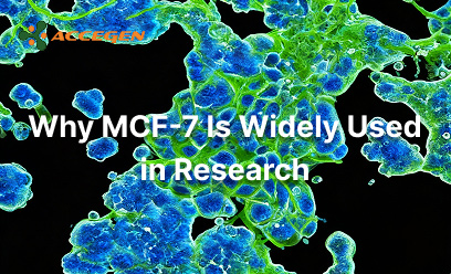 Why MCF-7 Is Widely Used in Research