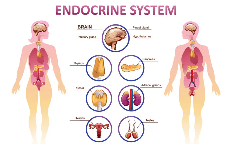Endocrine System Primary Cells：An Overview