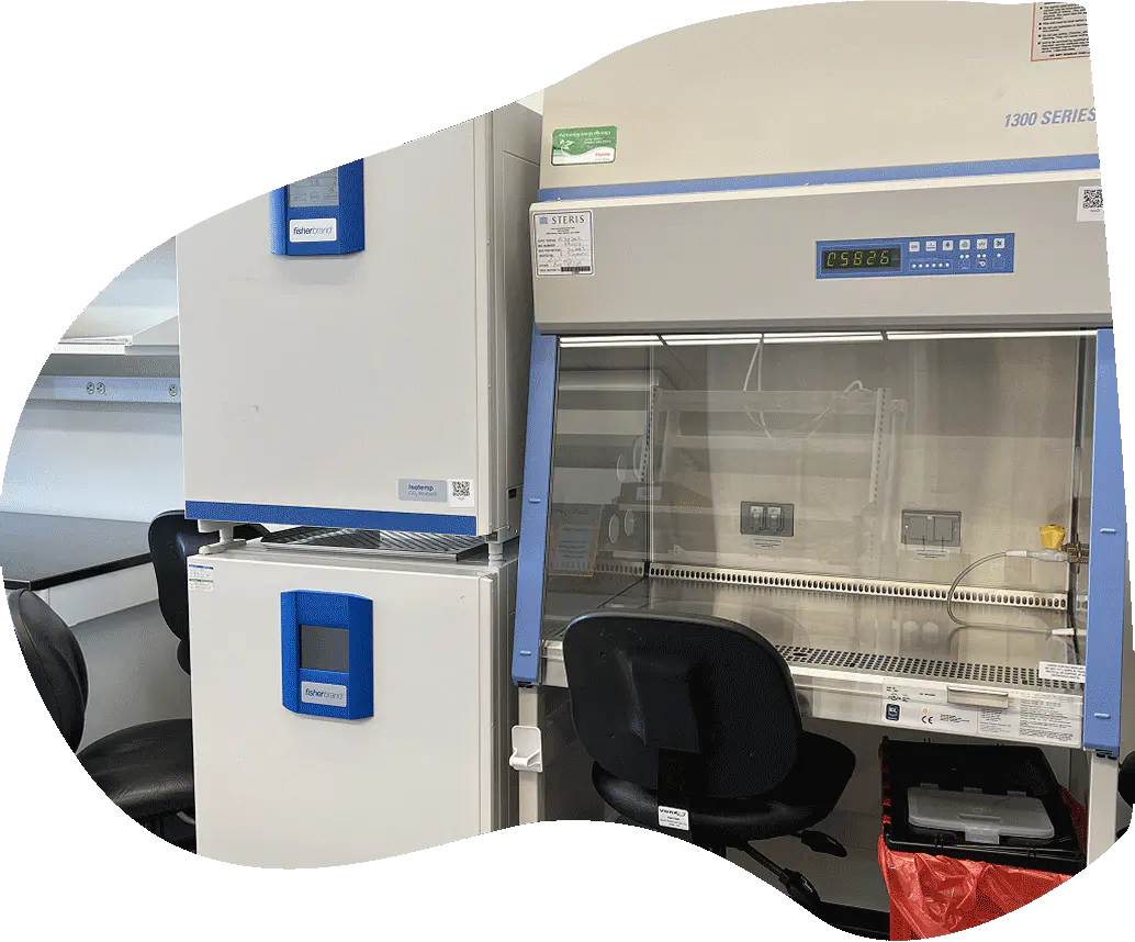 Laboratory biosafety cabinet and lab equipment in a cell biology research workspace.