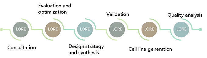 Knock-in cell line generation workflow with consultation, design, validation, and quality analysis steps.
