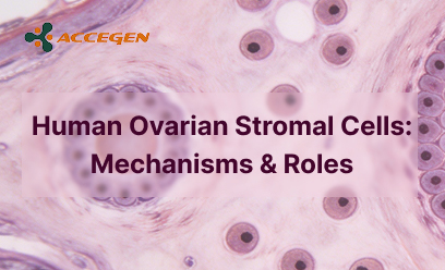 Human Ovarian Stromal Cells: Mechanisms & Roles