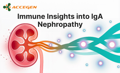 Immune Insights into IgA Nephropathy