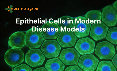 Epithelial Cells in Modern Disease Models