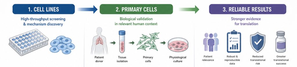 Step-by-step research workflow diagram showing progression from cell lines to primary cells for reliable results.