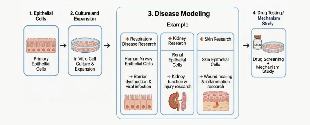 A New Focus: From Simple Cells to Complex Systems
Recent advances in organoid models and 3D cell culture technologies are rapidly reshaping how disease models are built. Instead of relying on oversimplified cell systems, researchers are now developing models that better mimic real human tissues. In particular, epithelial cell-derived organoids have gained significant attention, as they can recapitulate tissue architecture, cellular interactions, and disease-specific features with much higher accuracy.
More importantly, emerging studies highlight that epithelial cell heterogeneity is not just a detail, but a defining factor in disease progression and therapeutic response. Different epithelial subtypes can play distinct roles in immunity, infection defense, and tissue remodeling, which directly impacts how diseases are modeled and understood.