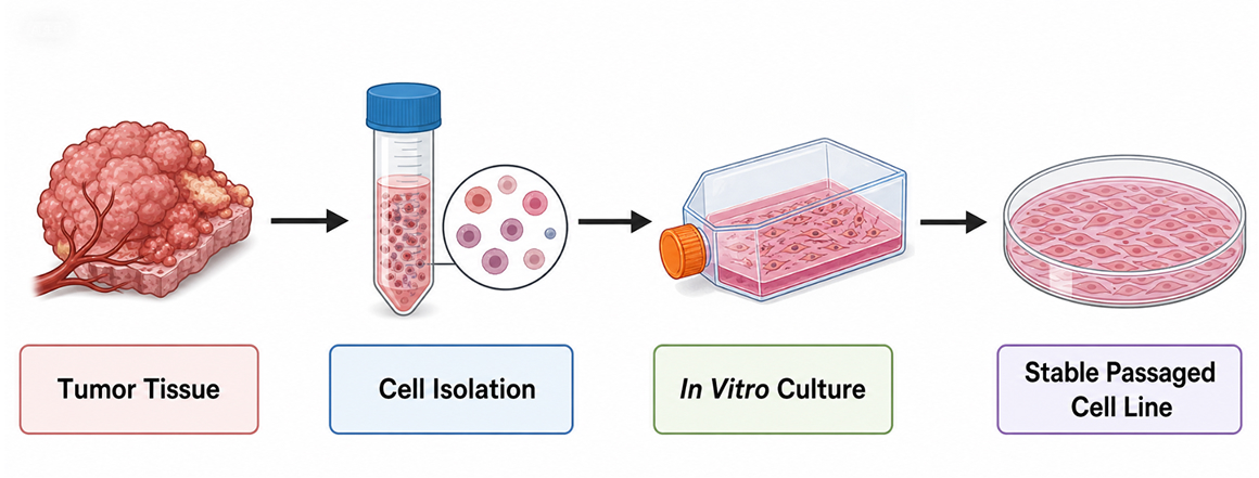 Tumor cell line establishment workflow from tissue isolation to stable culture.