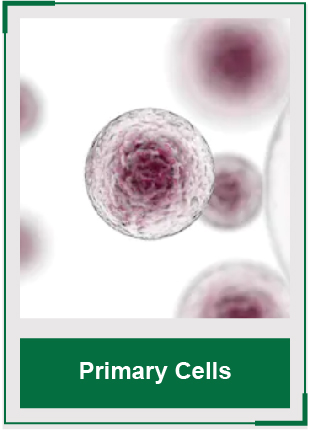 AcceGen Primary Cells