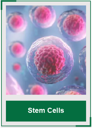 AcceGen Stem Cells